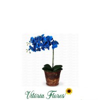 156-Orquídea Azul no Cachepo Rustico
