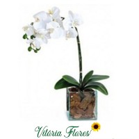 159-Orquídea Branca no Vidro
