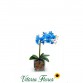 163-Orquídea Phalaenopsis Azul 
